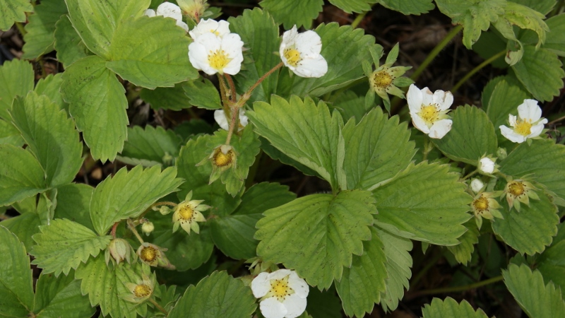 erdbeere Erdbeere, Fragaria x ananassa Honeoye
