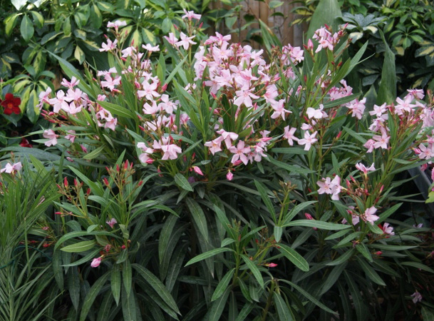 oleander Oleander, Nerium oleander
