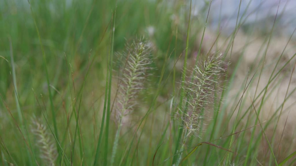 DSC05318 Zwerg-Lampenputzergras, Pennisetum alopecuroides Little Bunny