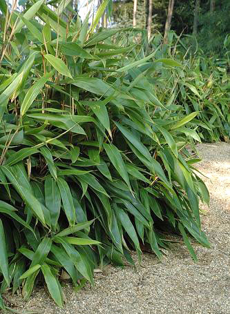 sasa_tesselata Großblattbambus, Sasa tesselata