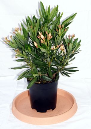 oleander_gelb Oleander, Nerium oleander