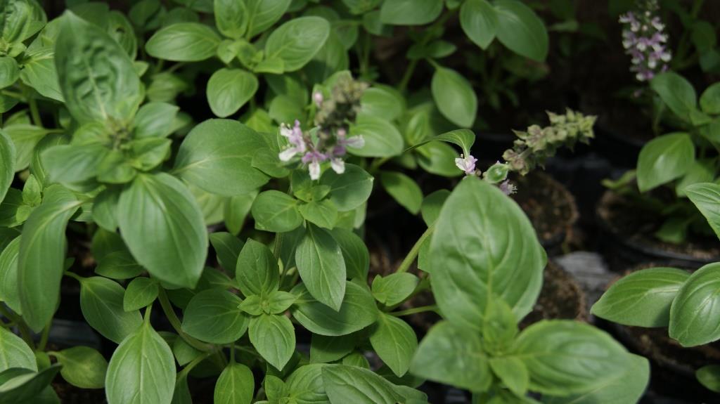 Basilikum, Ocimum basilicum