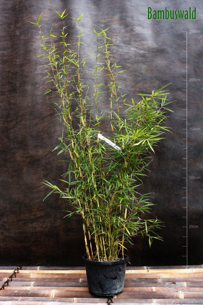 Robusta-Campbell-683x1024 Fargesia Robusta Campbell - Zebrabambus