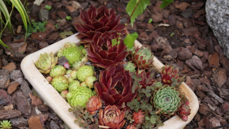 sempervivum Dachwurz, Sempervivum in Sorten