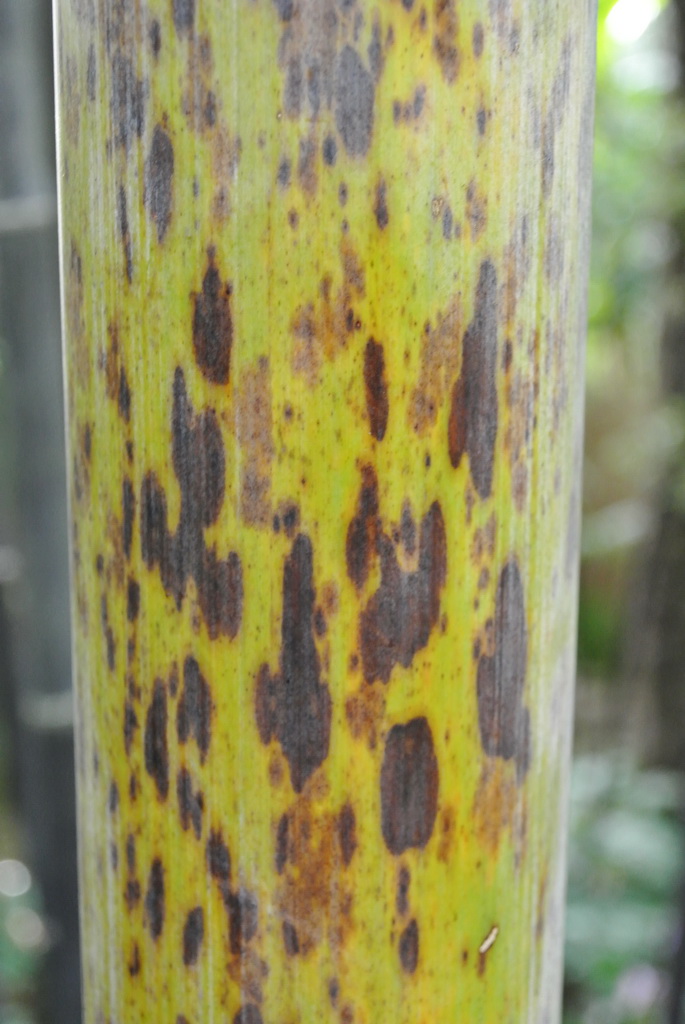 phyllostachys-nigra-boryana Tigerfleckenbambus, Phyllostachys nigra Boryana
