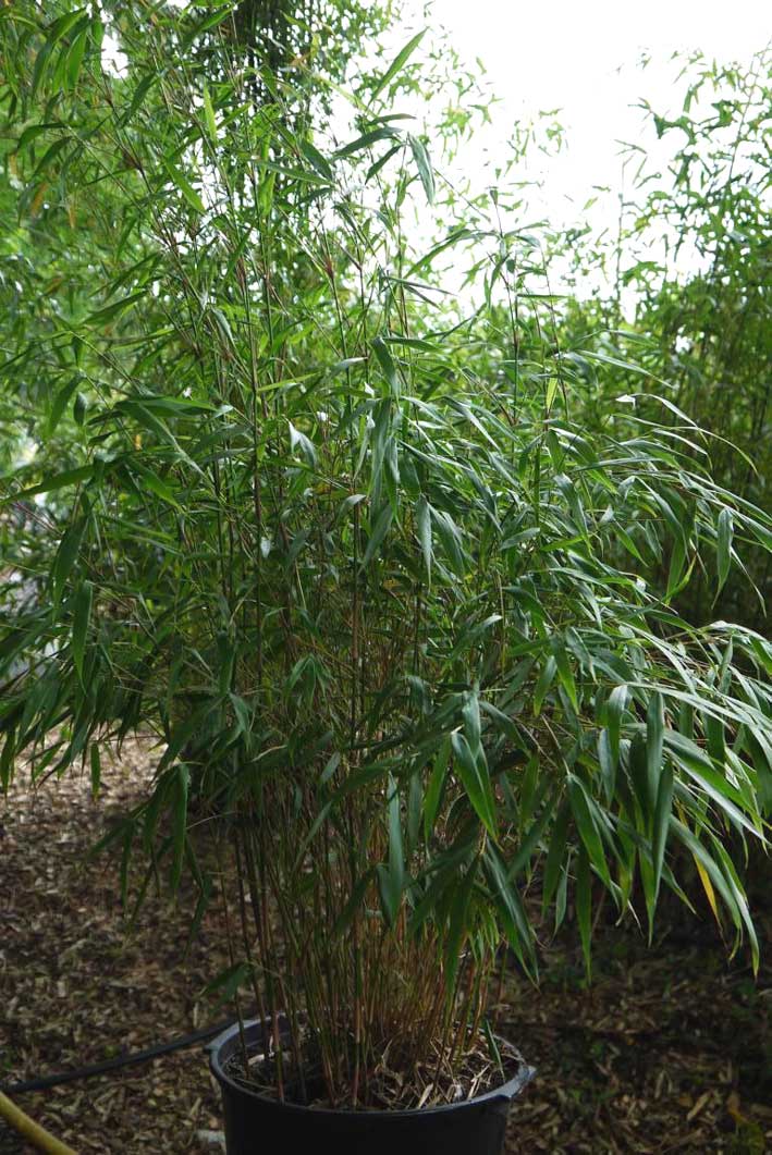 fargesia-scabrida-bambuswald-250c5a73b14aae Gartenbambus Fargesia scabrida