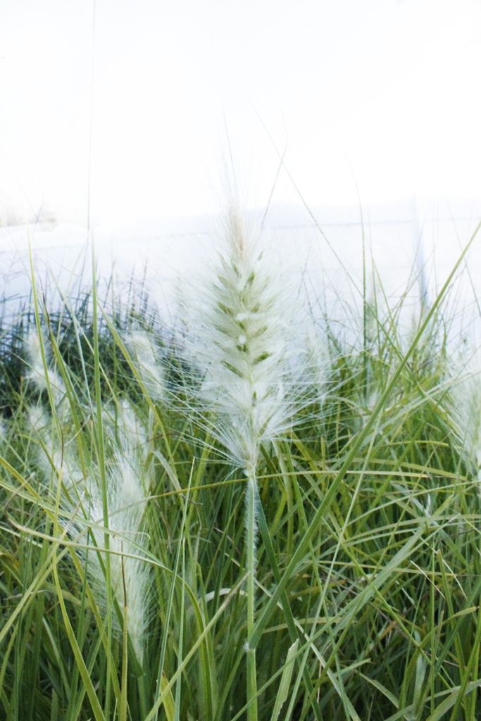 pennisetum-villosum3 Wolliges Federborstengras, Pennisetum villosum