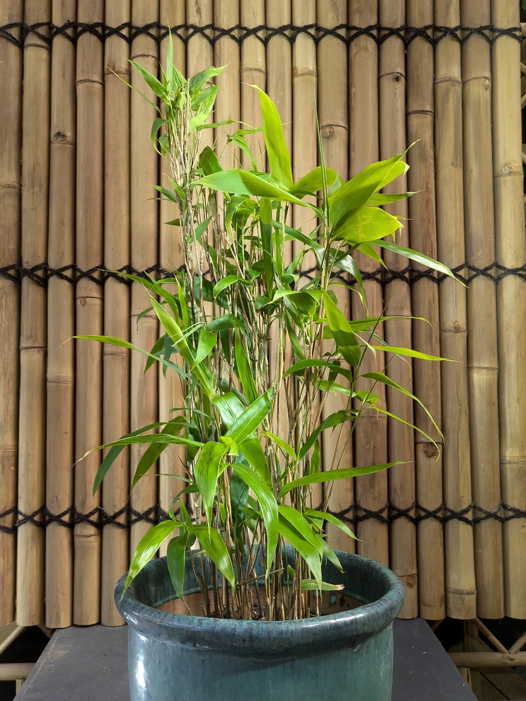 Zwergbambus-Indocalmus-3 Riesenblattbambus, Indocalmus latifolius