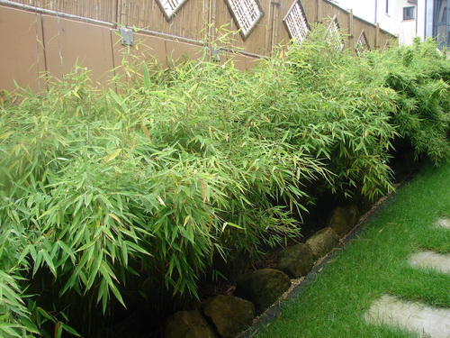fargesia__hecke Fargesia murielae Garten Bambus