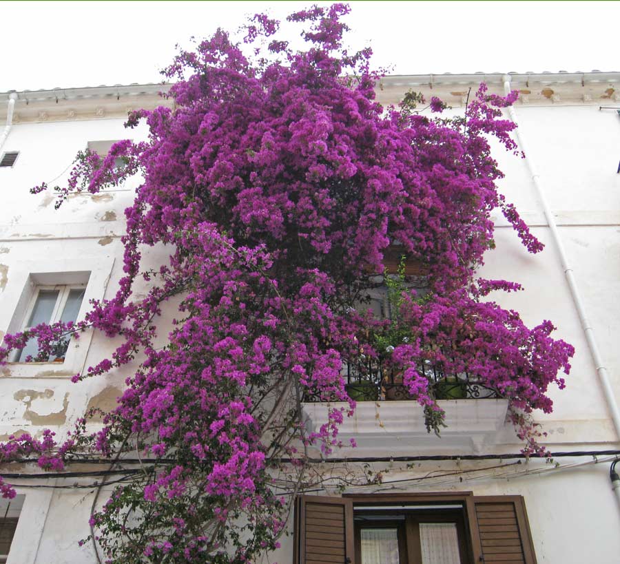 bougainvillea-glabra-sanderiana-lila-bambuswald Bougainvillea glabra - Drillingsblume