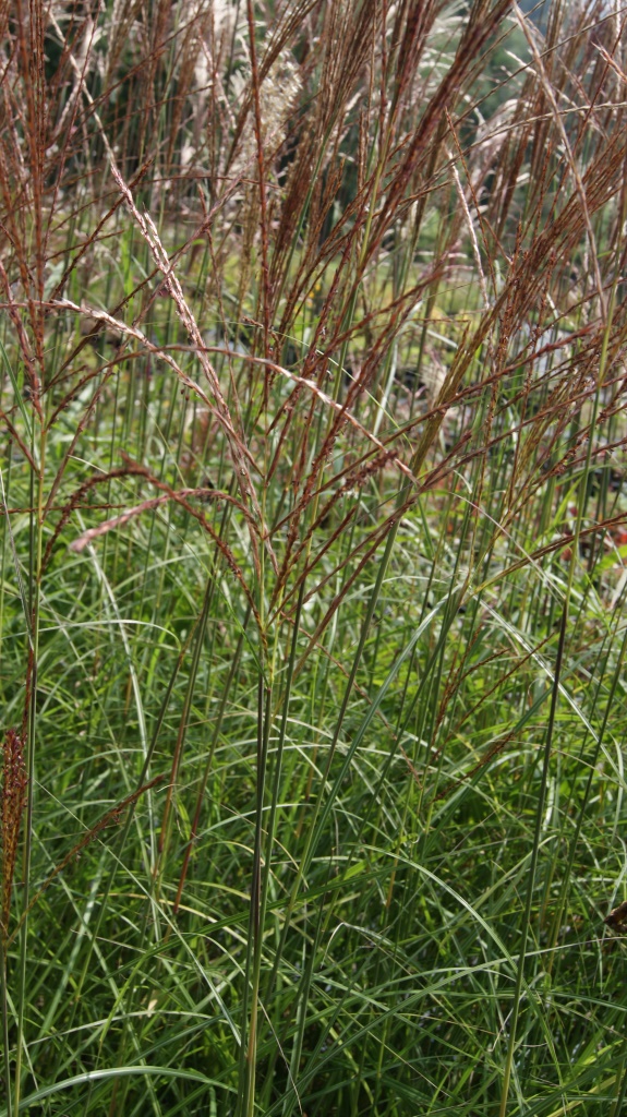 DSC05465 Chinaschilf Ferner Osten, Miscanthus sinensis Ferner Osten