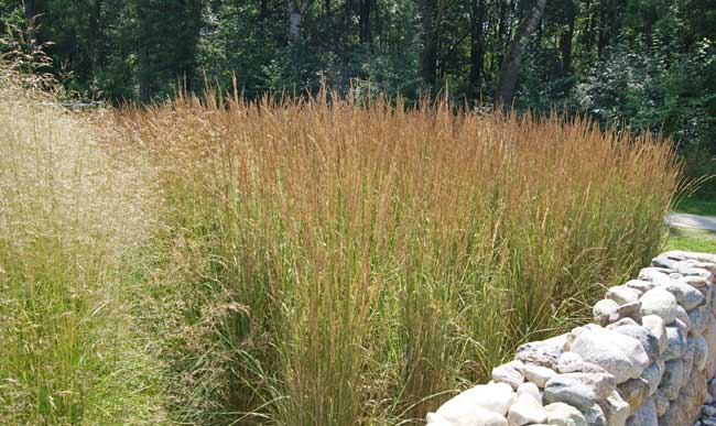 calamagrostis-acutiflora-bambuswald2 Reitgras, Calamagrostis x acutiflora Karl Förster