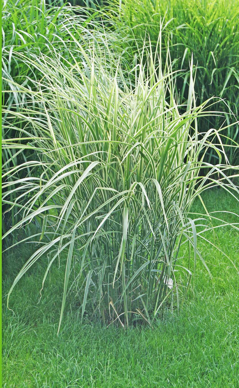 miscanthus-sin-variegatus-bambuswald Weißbuntes Chinaschilf, Miscanthus sinensis Variegatus