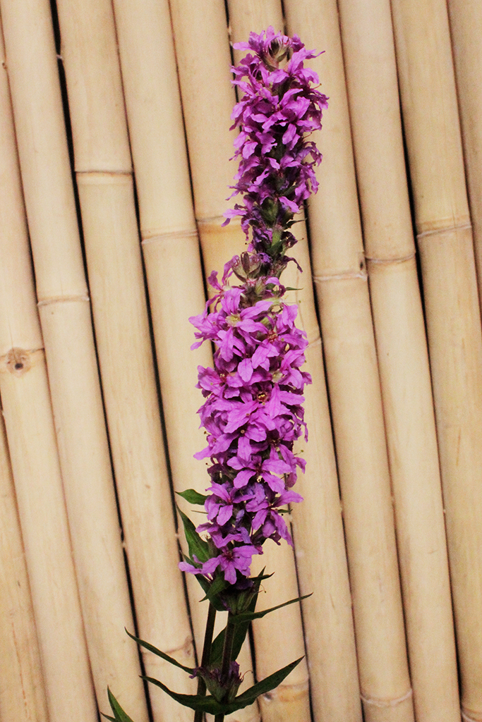 Blutweiderich2 Blutweiderich - Lythrum salicaria