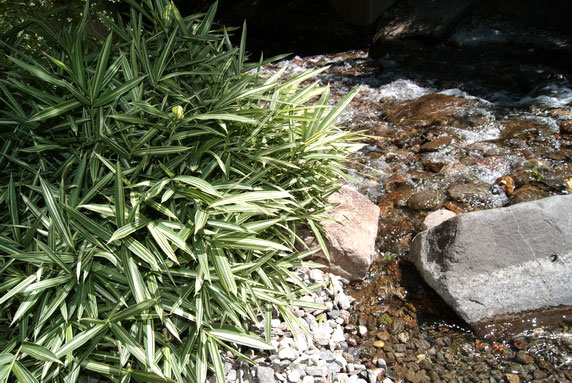 pleioplastus-fortunei-variegatus-wasser-begleitgrn Zwergbambus Pleioblastus fortunei Variegata