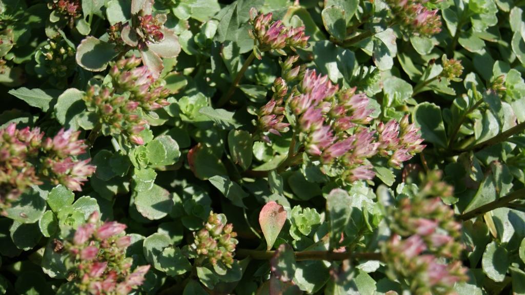 sedum-spurium-rosa Teppichsedum, Sedum spurium rosa