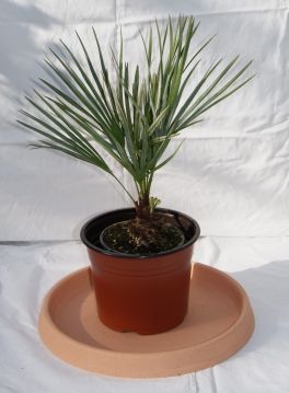 chameops_humilis_1-2l Chamaerops Humilis, Zwergpalme