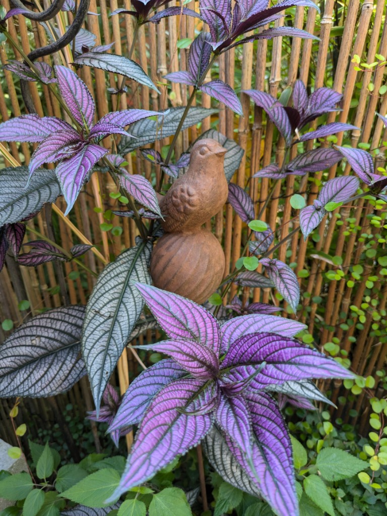 Strobilantes3 Persische Schildpflanze, Strobilanthes dyeriana
