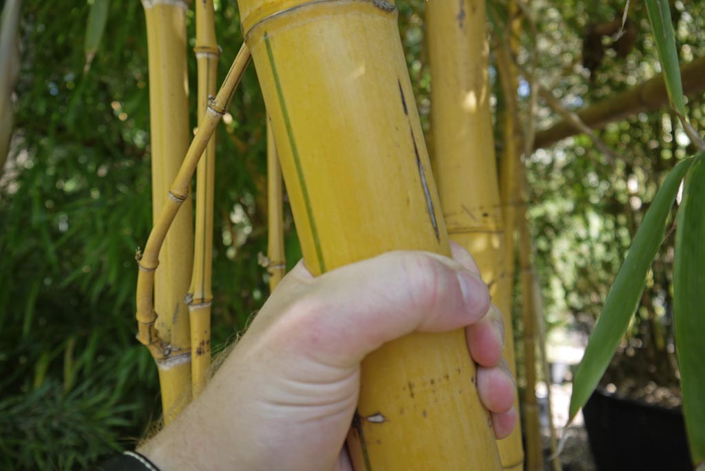 phyllostachys-vivax-aureocaulis-bambuswald-201250e7edf3ab40e Zauber Bambus, Phyllostachys vivax Aureocaulis
