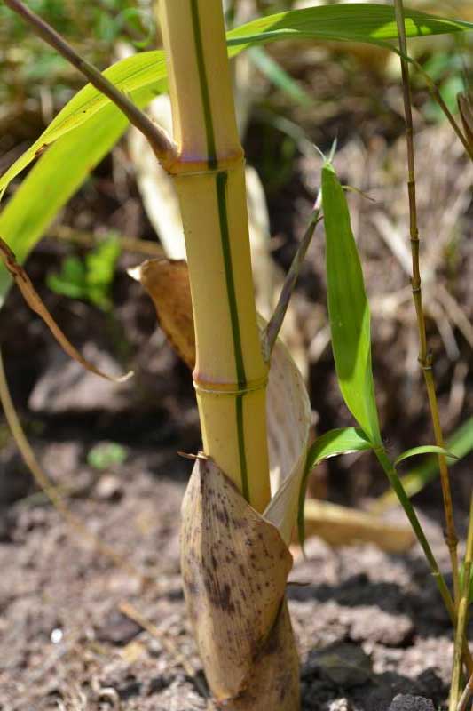 vivax-aureocaulis_bambuswald Zauber Bambus, Phyllostachys vivax Aureocaulis