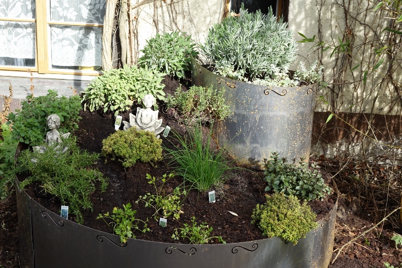 kr-uter Kräutersortiment für die kräftige Küche