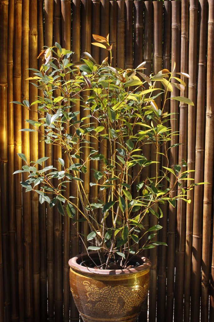 Portugisischer-Kirschlorbeer Portugiesischer Kirschlorbeer - Prunus lusitanica angustifolia