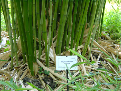 phyllostachys-decora-bamuswald-3 Schöner Bambus, Phyllostachys rubromarginata