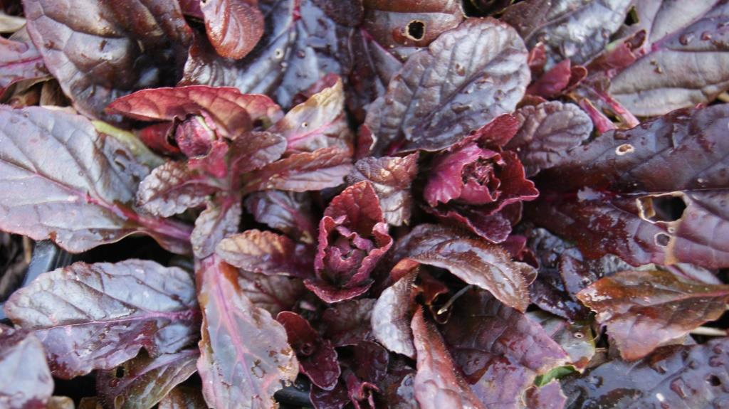 ajuga-reptans-krichender-g-nsel2 Kriechender Günsel, Ajuga reptans atropurpurea