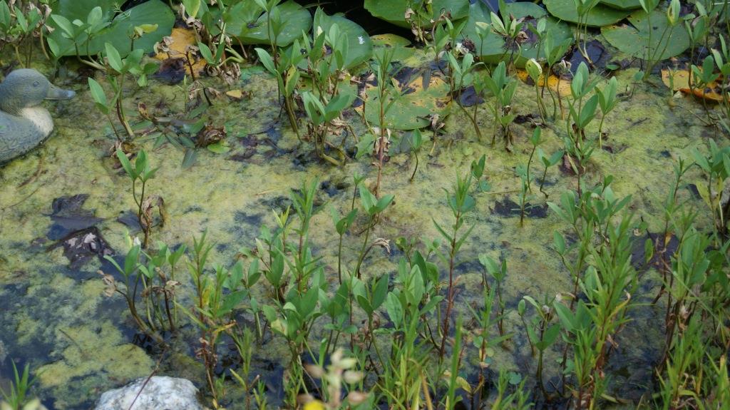 menyanthes-trifoliata-bitterklee-fieberklee Menyanthes trifoliata, Fieberklee / Bitterklee