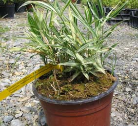 pleioplastus-fortunei-varie Zwergbambus Pleioblastus fortunei Variegata