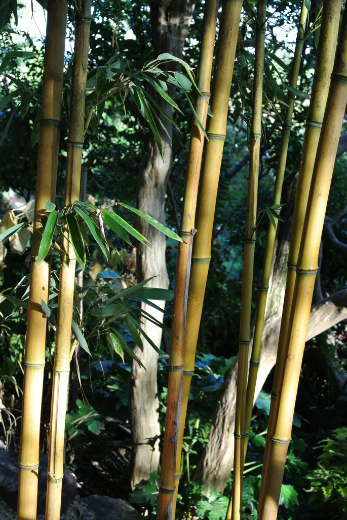 aureosulcata Goldener Peking Bambus, Phyllostachys aureosulcata Aureocaulis