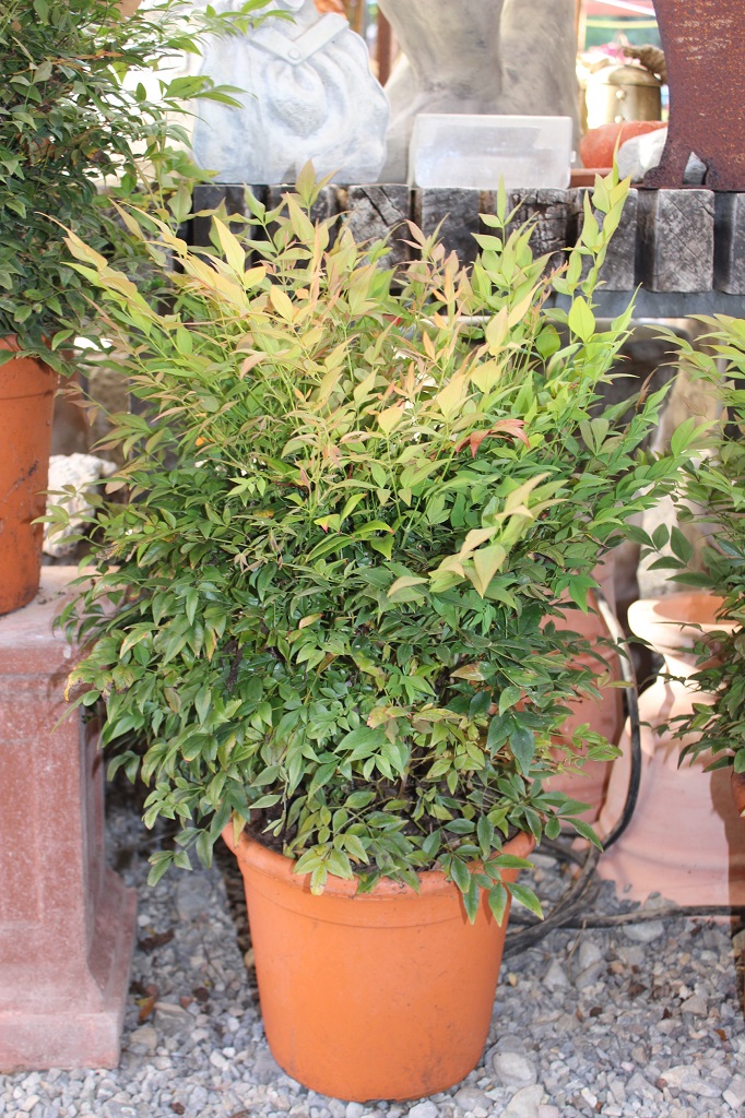 IMG_8887 Himmelsbambus, Nandina domestica in Sorten