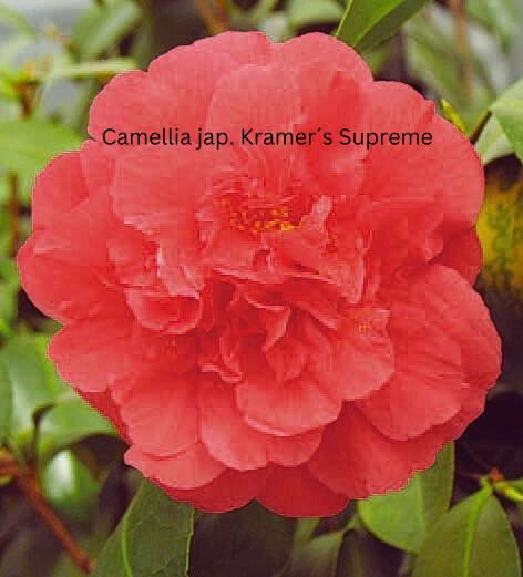 Camellia japonica rot, Kamelien mit roten Blüten Camellia japonica rot, Kamelien mit roten Blüten