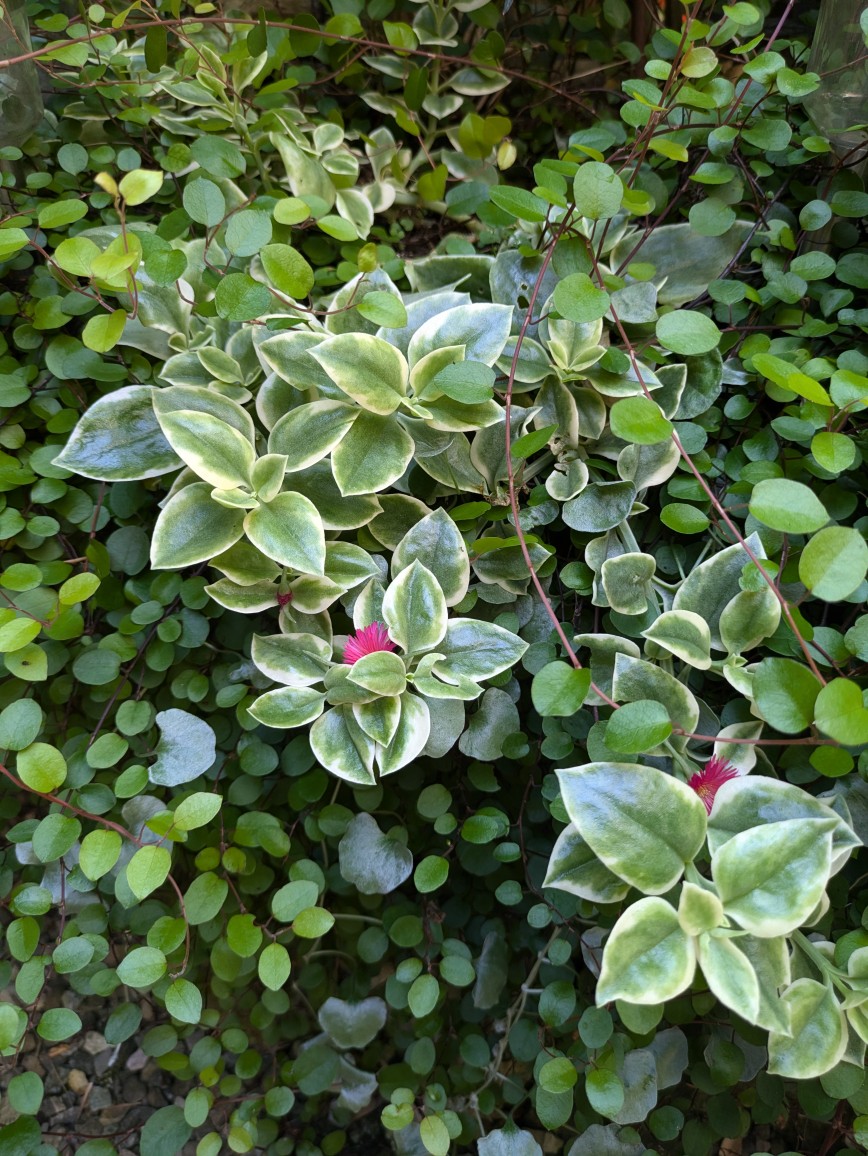Aptenia-cordifolia3 Mühlenbeckie, Muehlenbeckia complexa