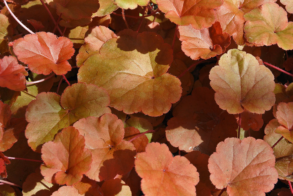 Heuchera-Timeless-orange Purpurglöckchen, Heuchera Timeless Orange
