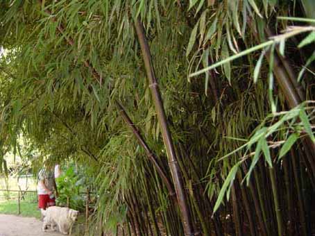 phyllostachys-nigra Schwarzer Bambus, Phyllostachys nigra