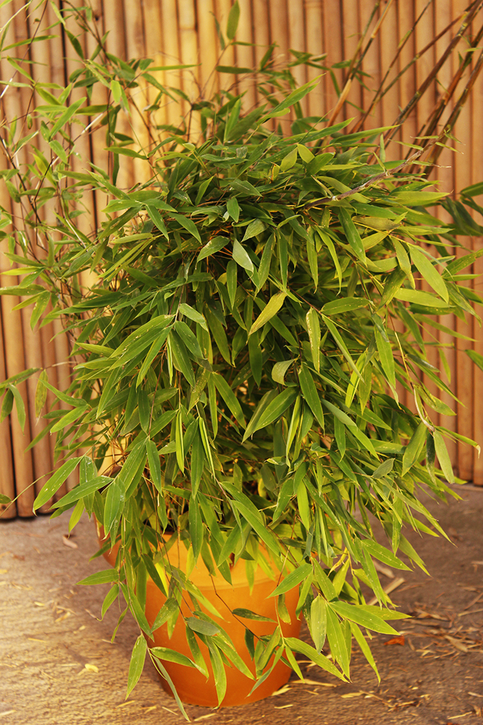 Wikingerbambus, Fargesia nitida Viking