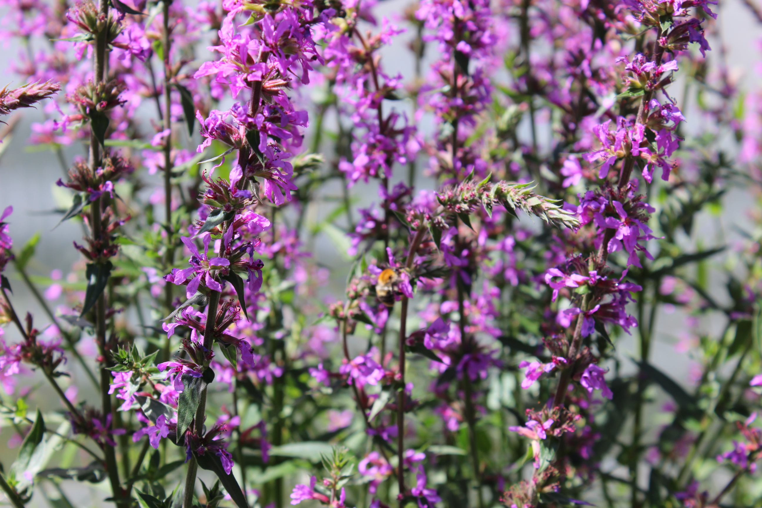 Lythrum-Wasser-Bild Blutweiderich - Lythrum salicaria