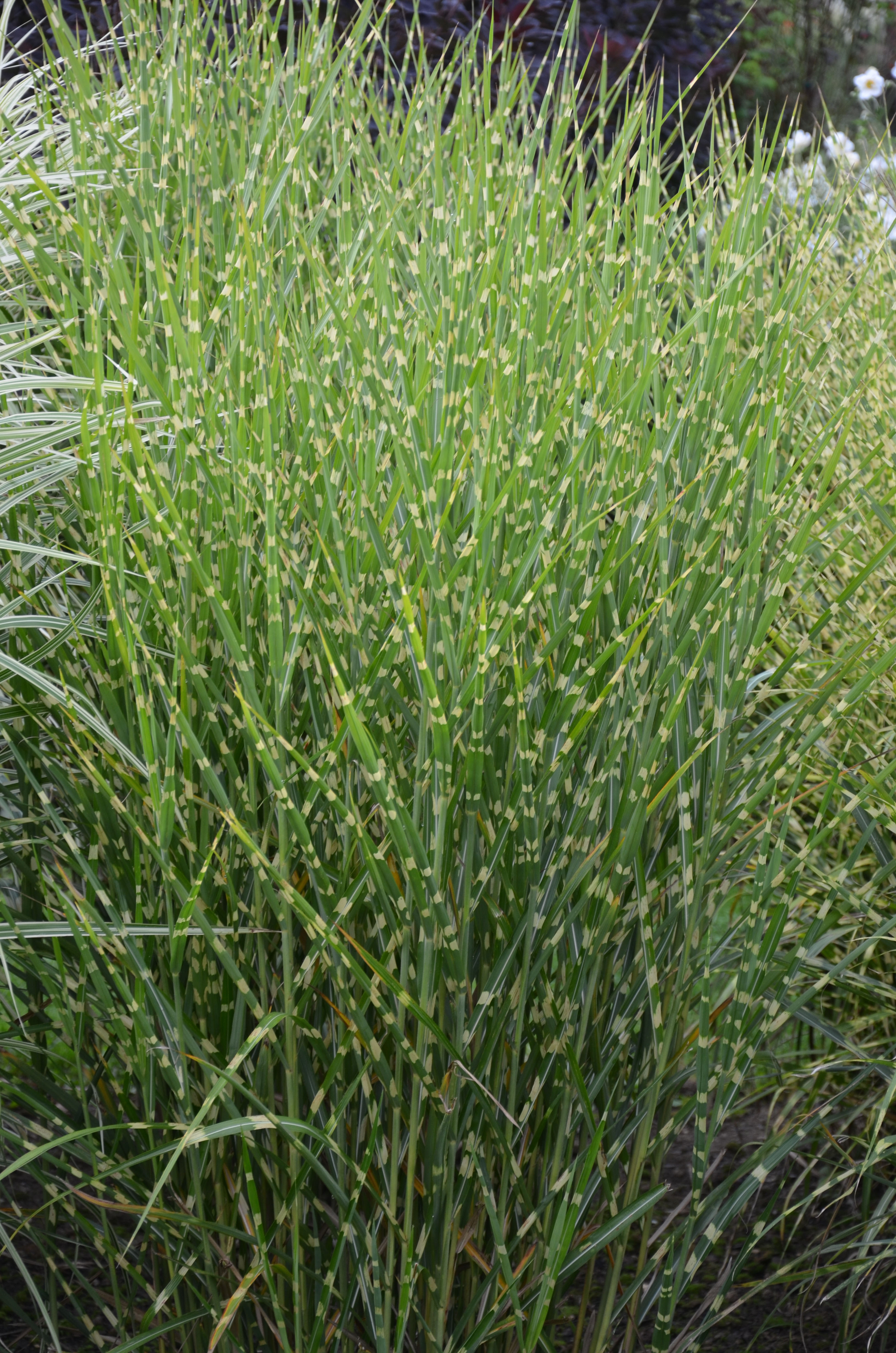 missstrictus1 Stachelschweingras, Miscanthus sinensis strictus
