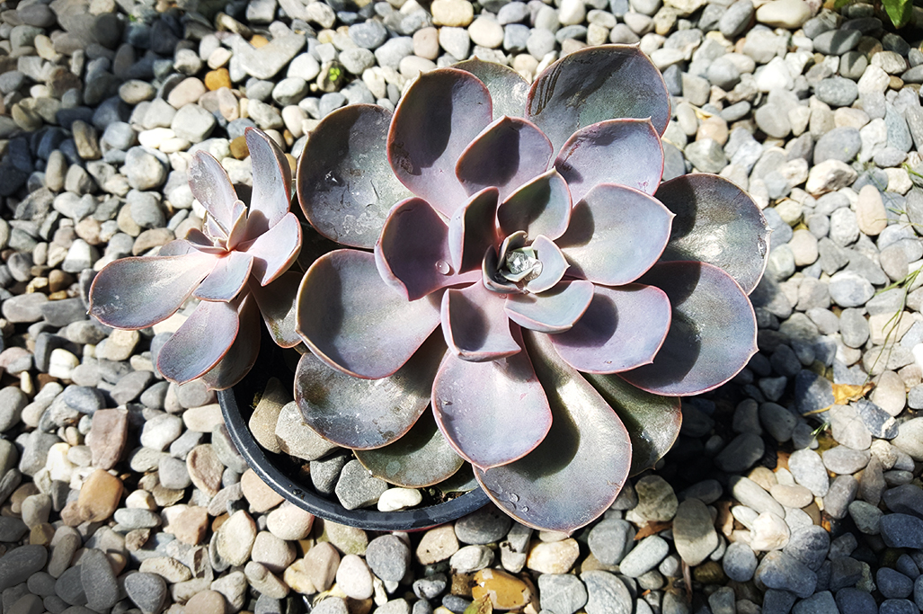 Perle-2 Echeveria, Fettblattrosette in 2 Sorten