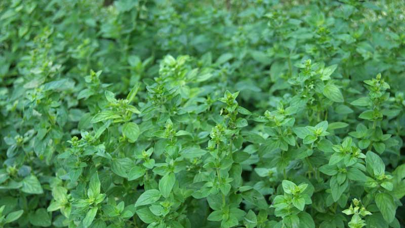 origanum-vulgare-origanum-bambuswald5 Wilder Oregano, Origanum vulgare