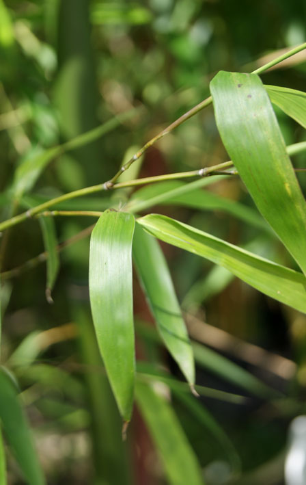 phyllostachys-vivax-huangwenzhu-bambuswald-5 Gelber Furchen Bambus, Phyllostachys vivax Huangwenzhu