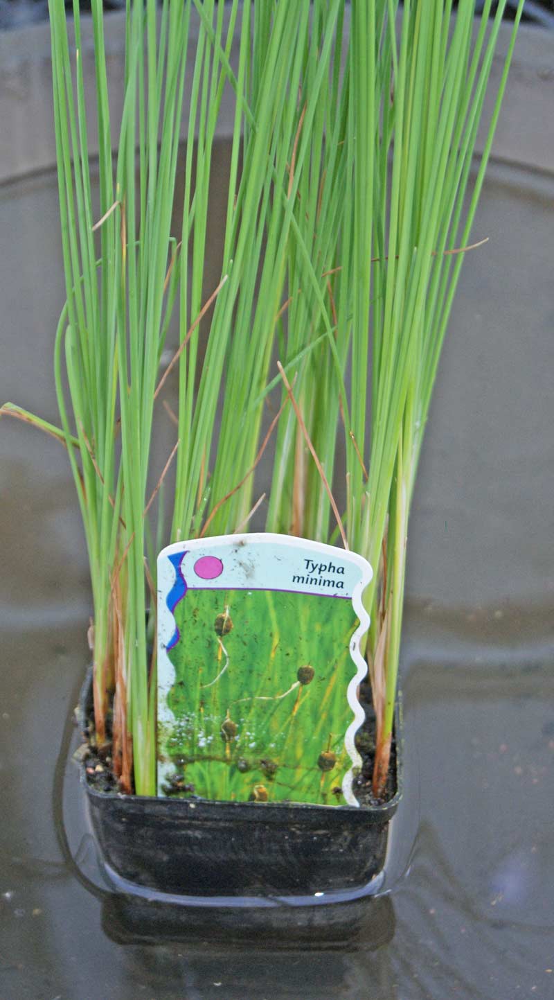 thypa-minima-bambuswald Thypa minima, Kleiner Rohrkolben