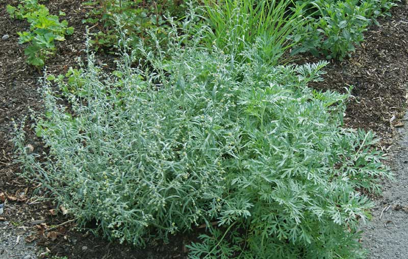 artemisia-absinthum-wermut-bambuswald Wermut, Artemisia absinthium