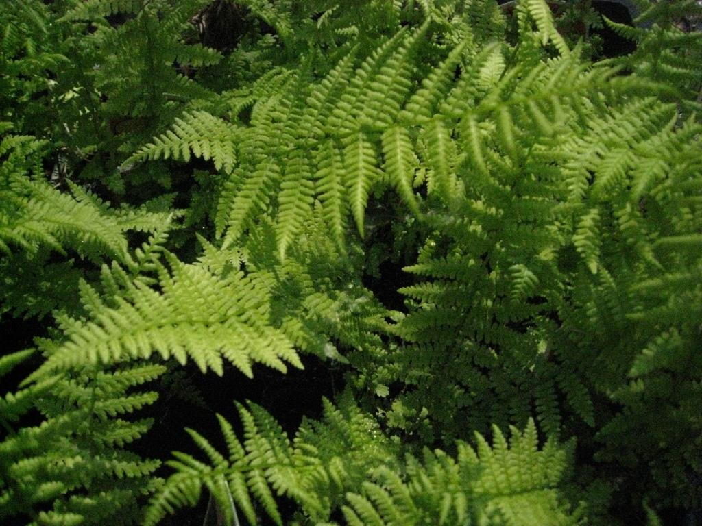 sc10008-1 Rotstieliger Frauenfarn, Athyrium filix-femina - Lady in Red