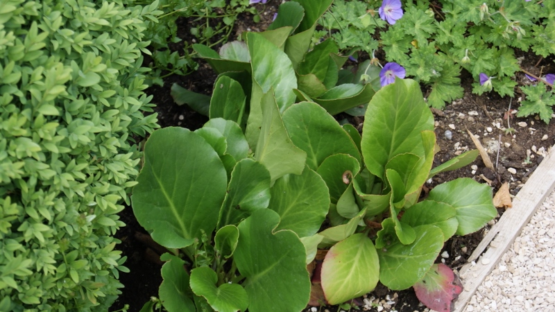 Riesensteinbrech, Bergenia cordifolia