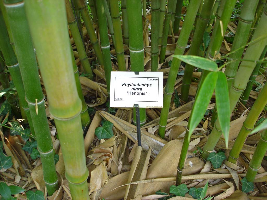 la-bambuserei-phyllostachys-nigra-henonis-2005 Goldhaar Bambus, Phyllostachys nigra Henonis