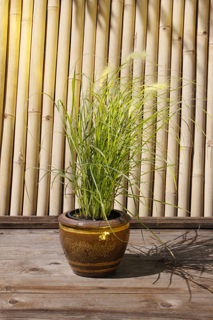 _MG_0010 Wolliges Federborstengras, Pennisetum villosum