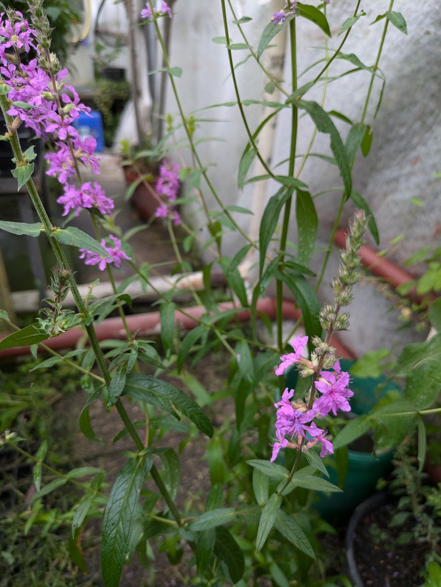 Lycrium Blutweiderich - Lythrum salicaria