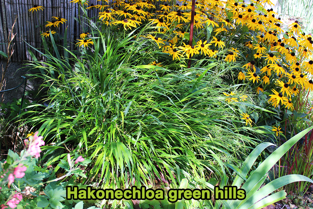 hakonechloa-green-hills3 Japangras, Hakonechloa macra in Sorten